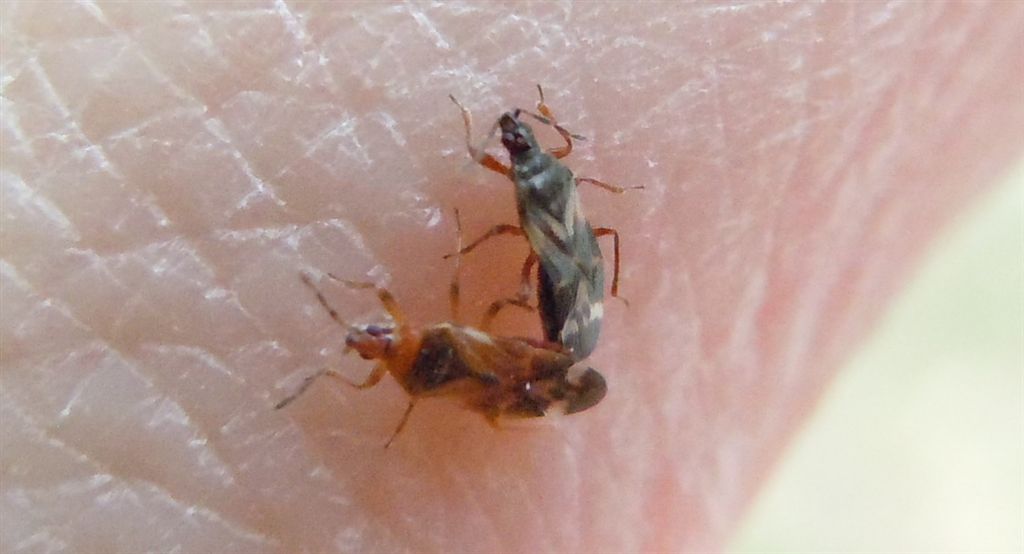 Anthocoridae: Anthocoris cfr. minki della Campania (NA)